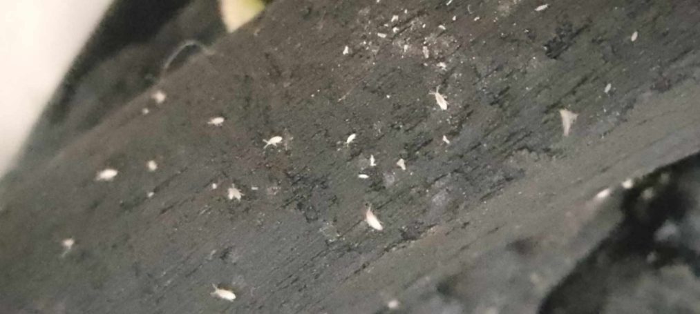 Springtails
