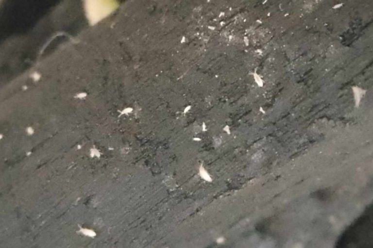 Tropical White Springtails These springtails are popular for the cleaning service they provide. With a taste for mould, they are perfect for warm, humid conditions.