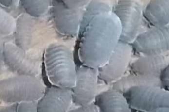 Cubaris Murina Isopods Cubaris Murina (Little seas)