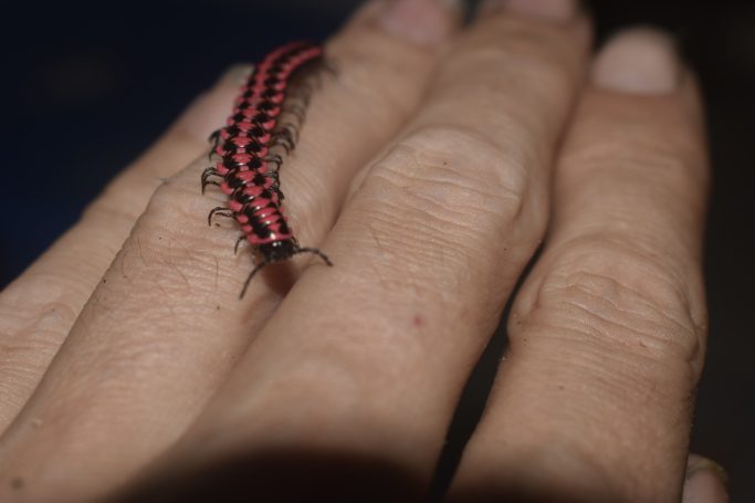 Flat-backed millipede