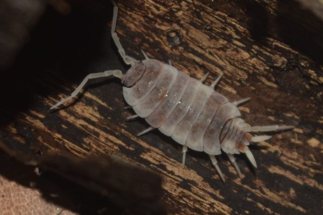 Orange Dalmation This isopod shares traits with others in the Porcellio family, including a bold, active nature. These isopods are also quick breeders.
