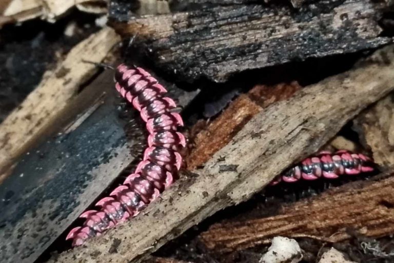 Flat-Backed Millipedes Coming in shocking pinks and deep reds, these millipedes are truly eye-catching. They also help to keep the place clean.