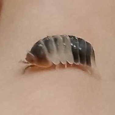 White Shark Isopod White Shark Isopod