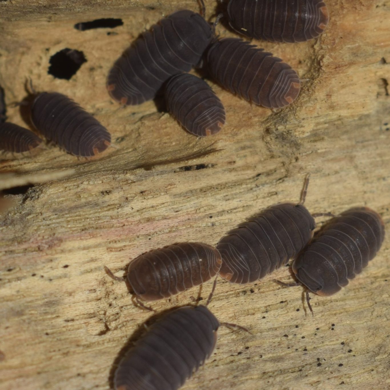 Murina Isopods Murina isopods make excellent clean-up crew