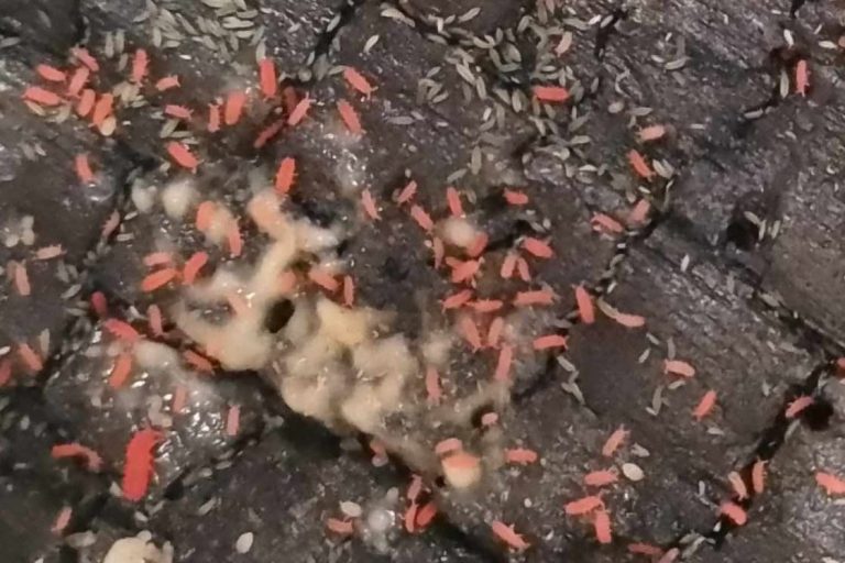 Thai Red Springtails These springtails clean up and add a pop of colour. With a taste for protein, reds can grow large enough to be a meal for small predators.