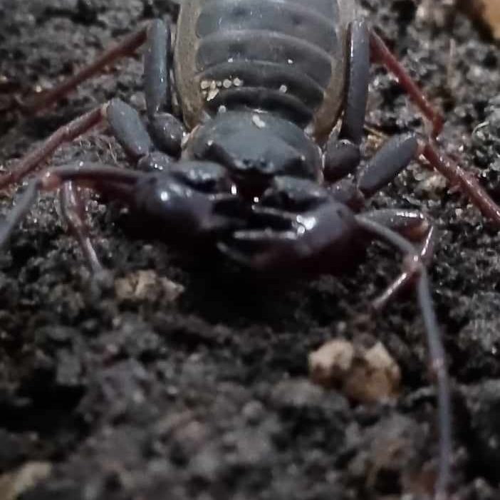Also know as a Whip Scorpion Thai Vinegaroon