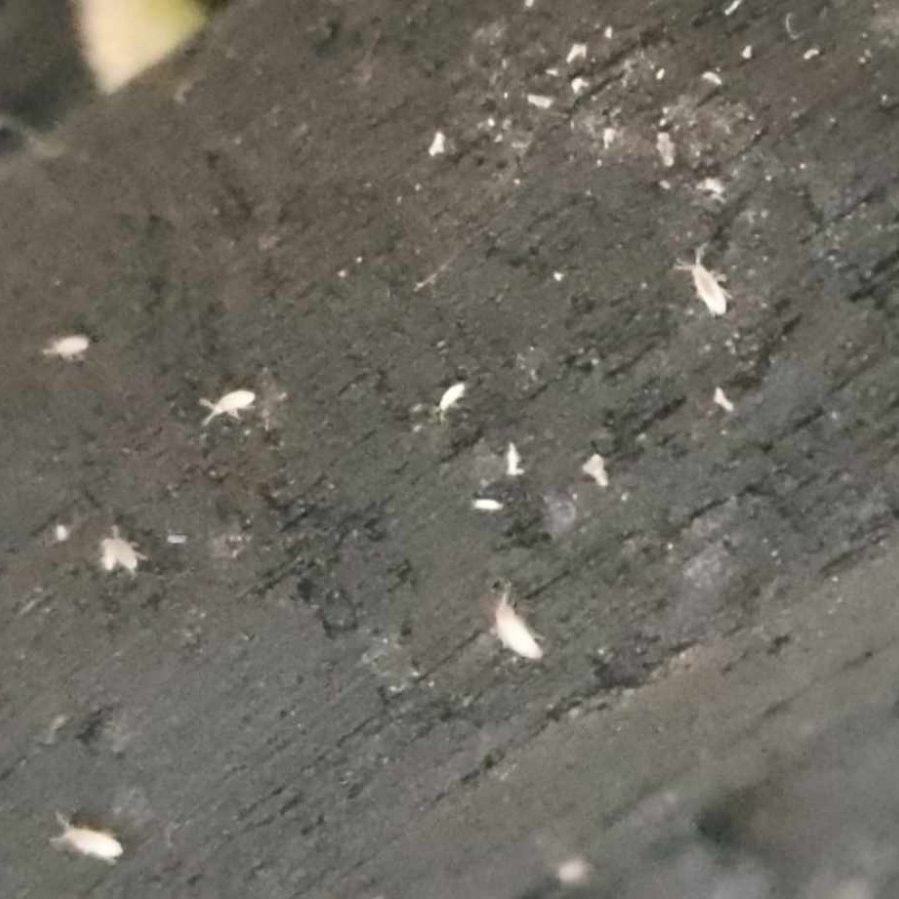 Murina isopods make excellent clean-up crew