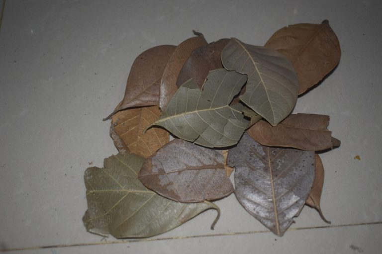 Jack fruit leaves are a popular meal for isopods, and they provide plenty of coverage for exploration