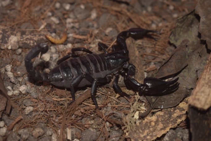 Asian forest scorpion (Heterometrus silenus