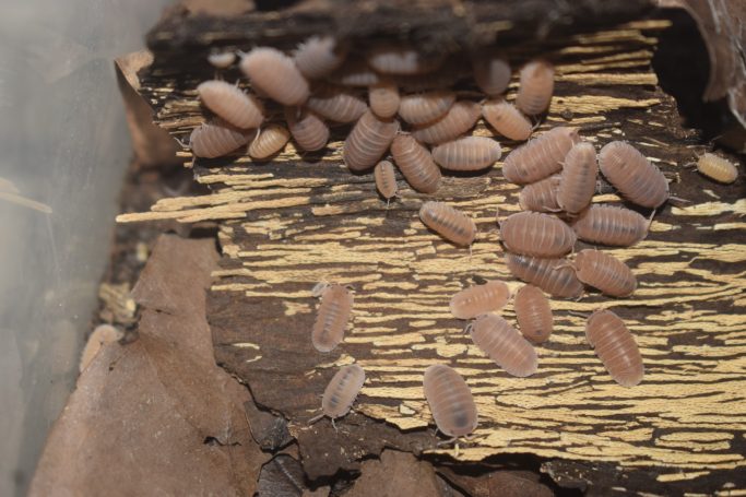 Asian Forest Scorpions