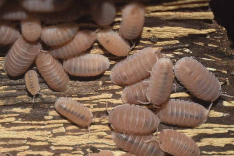 Cubarus Pappaya Cubaris Pappayas are a more colourful morph of the less flambouyant Cubaris Murina Isopod. They are easy to care for and breed quickly,