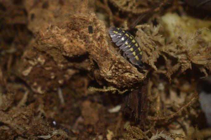 Armadillidium gestroi isopds