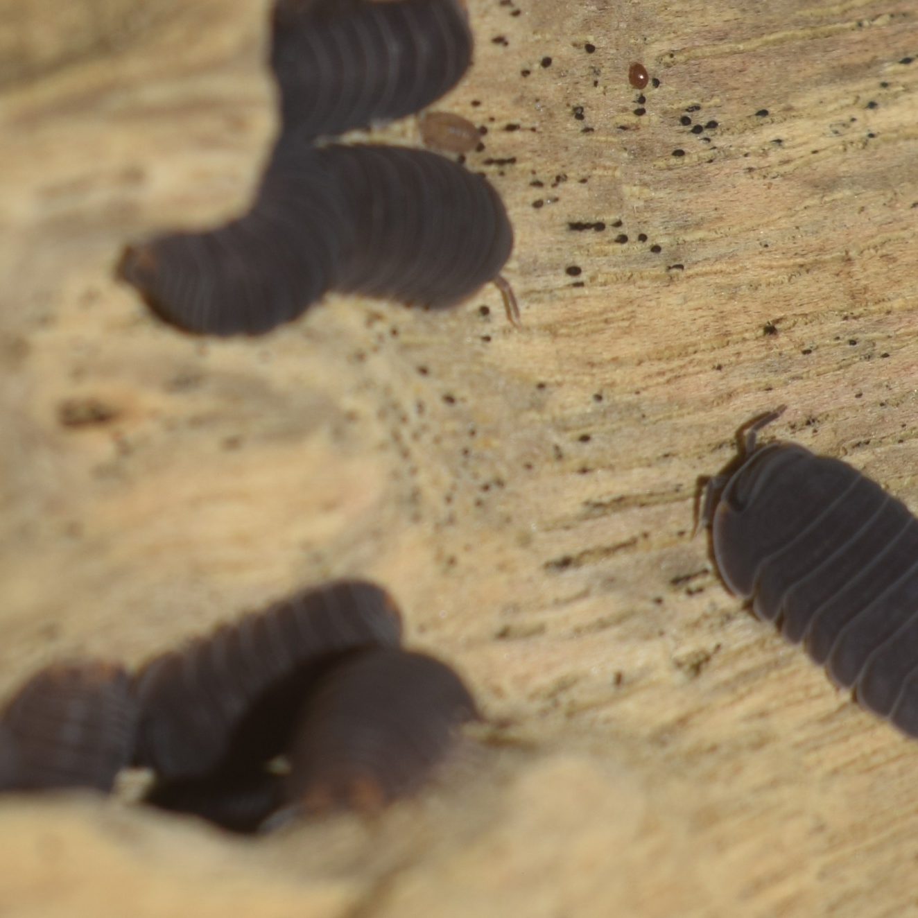 Murina isopods make excellent clean-up crew