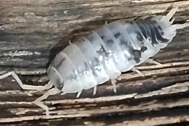 Dairy cow isopods Dary Cow isopods are popular for their active nature. They are also hungry for protein and make good clean-up crews for large predators.